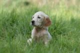 SETTER ANGLAIS 246